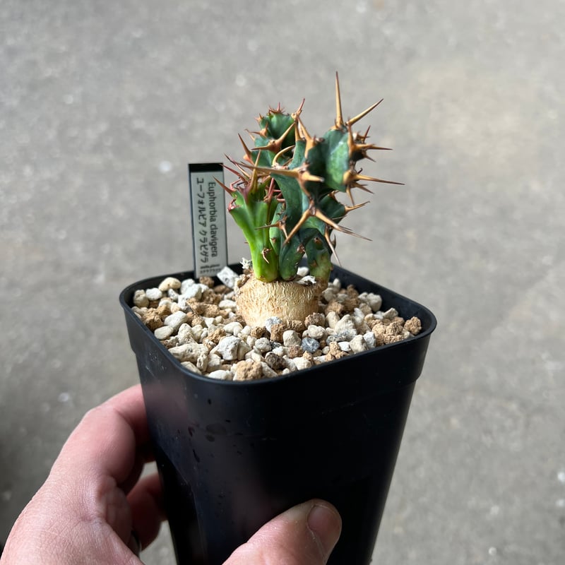 ユーフォルビア クラビゲラ1 | STELLA.PLANTS ユーフォルビア クラビゲラ1 | STELLA.PLANTS