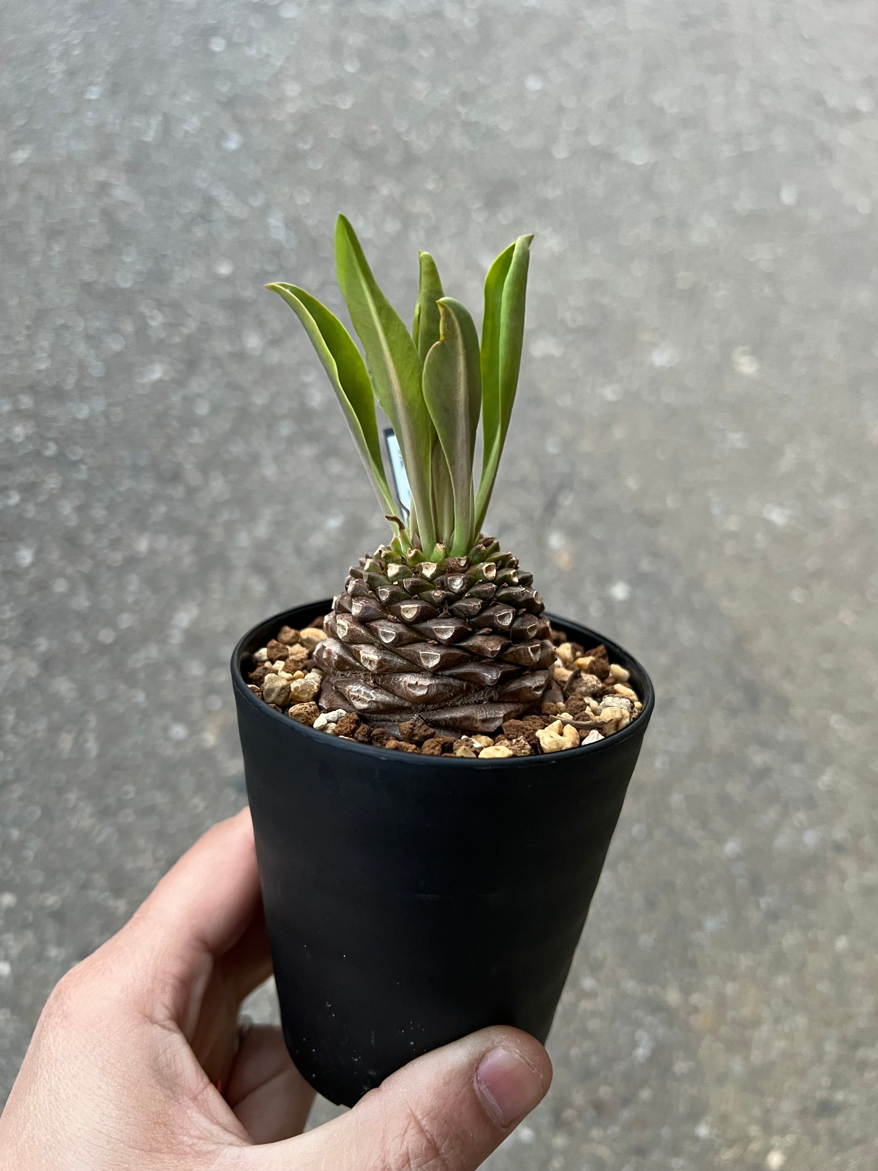 ユーフォルビア 鉄甲丸 | STELLA.PLANTS
