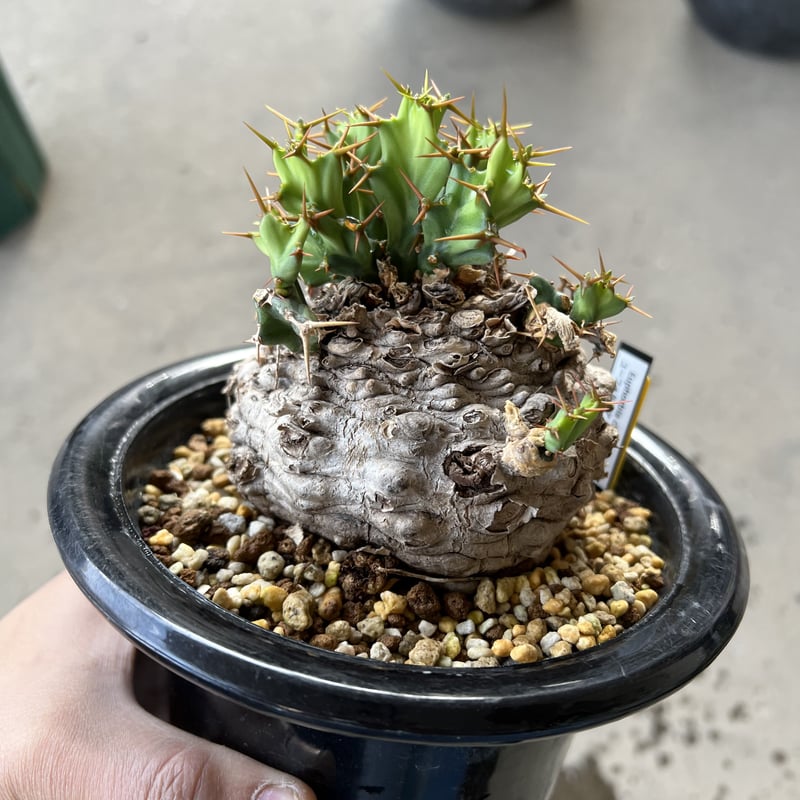 ユーフォルビア クラビゲラ | STELLA.PLANTS ユーフォルビア クラビゲラ | STELLA.PLANTS