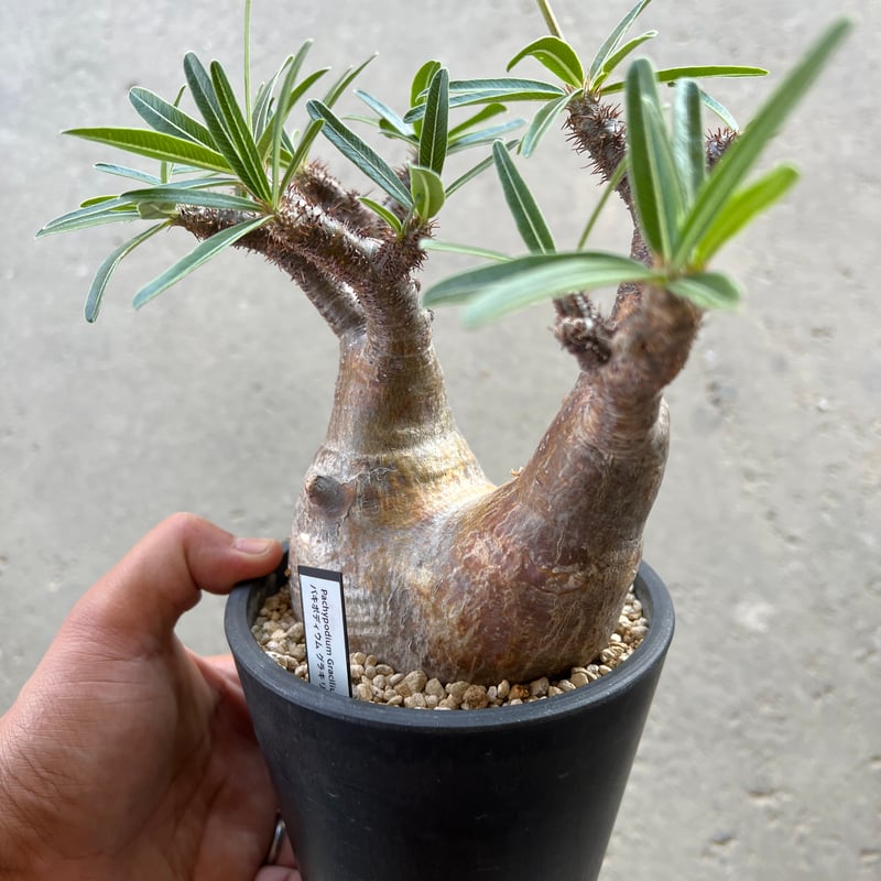 パキポディウム グラキリス | STELLA.PLANTS