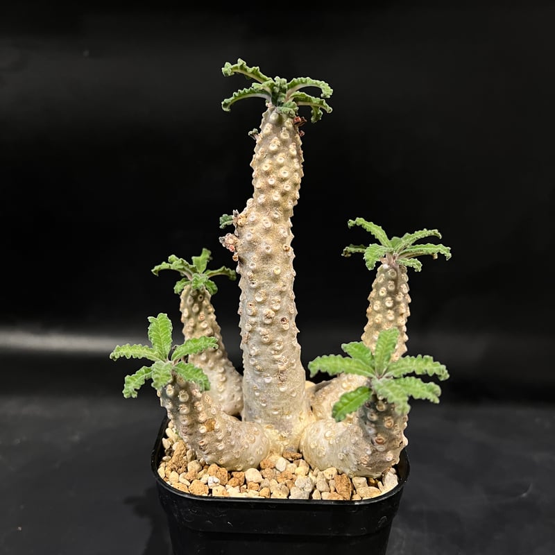 デルステニア・ラブラニー ドルステニア ラブラニー | STELLA.PLANTS