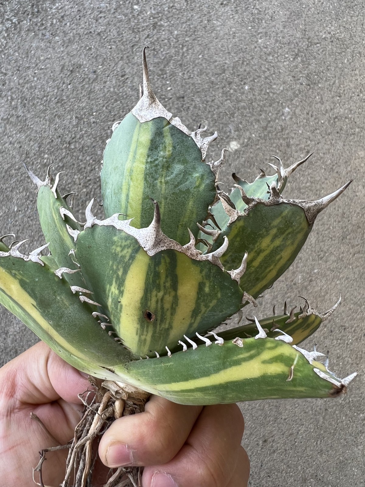 アガベ　チタノタ　黄中斑　縞斑 アガベ・チタノタ 縞斑（Agave titanota f.variegata） – ゆるぷ