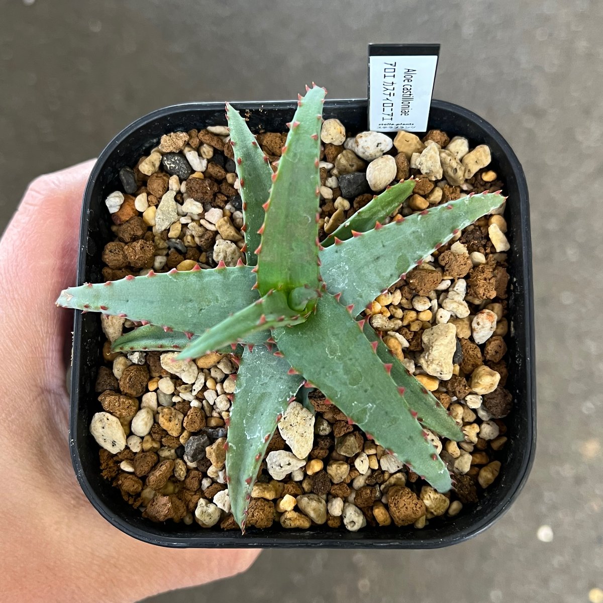 アロエ　カスティロニアエ　大株ビンテージ アロエ カスティロニアエ 大株ビンテージ 観葉植物