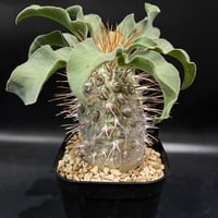 ドルステニア ラブラニー | STELLA.PLANTS ドルステニア ラブラニー | STELLA.PLANTS