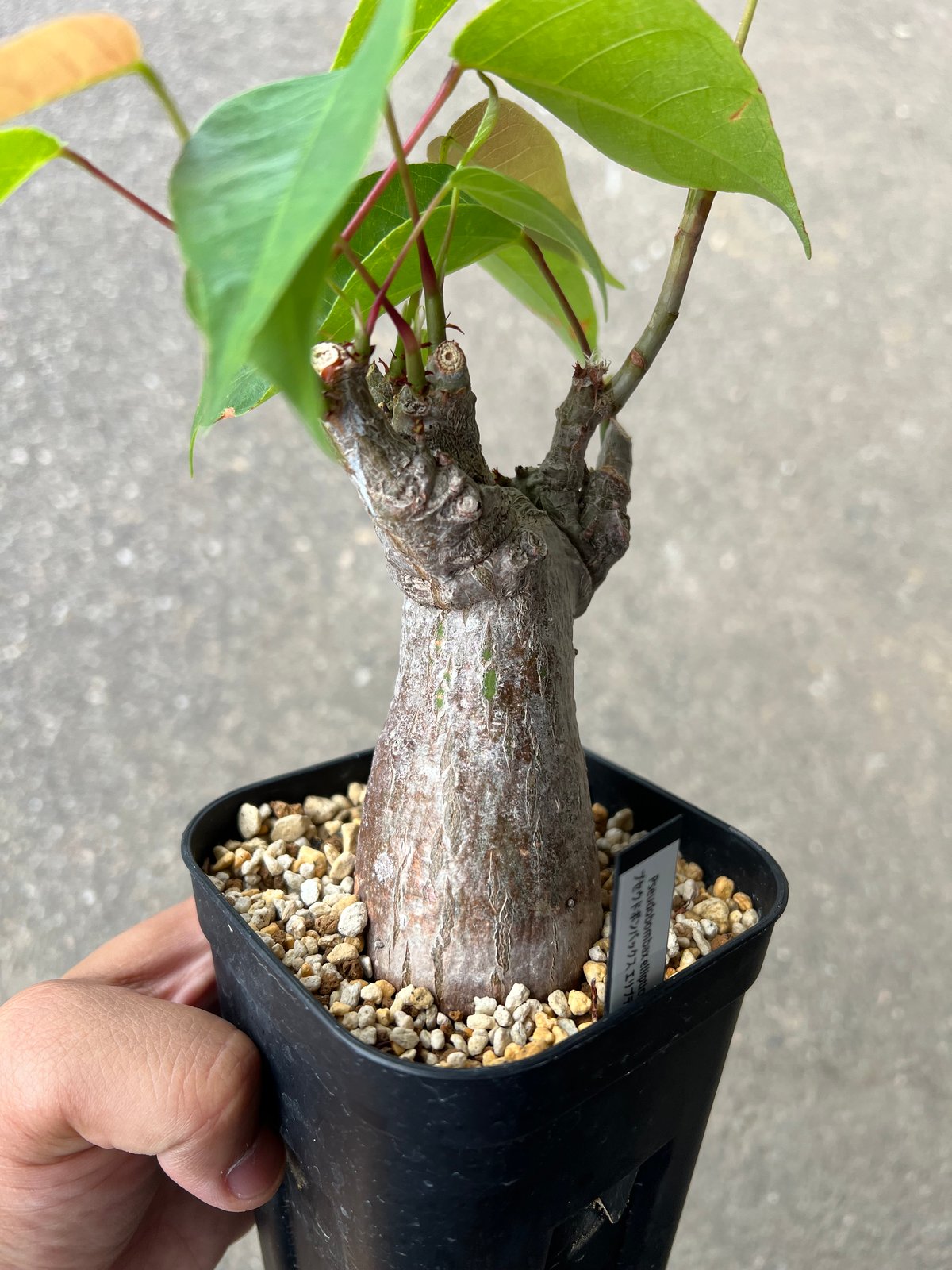 プセウドボンバックス エリプティクム　1 プセウドボンバックス1 | STELLA.PLANTS
