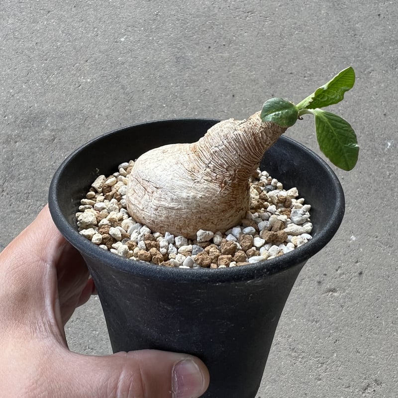 ユーフォルビア　プリムリフォリア　現地球 ユーフォルビア プリムリフォリア 現地球 euphorbia
