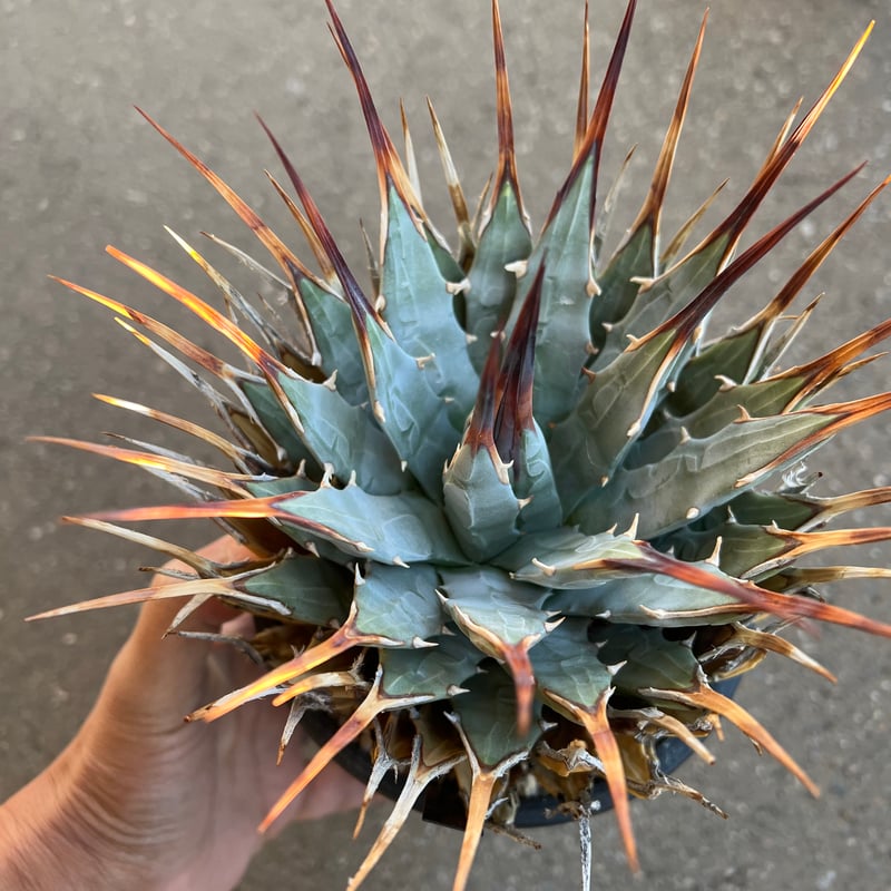 ユタエンシス エボリスピナ 5寸鉢サイズ | STELLA.PLANTS