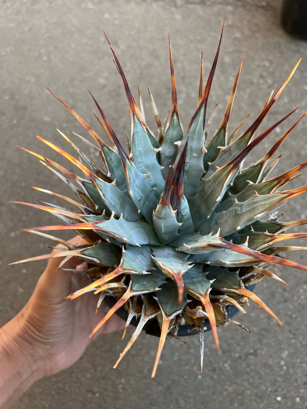 ユタエンシス エボリスピナ 5寸鉢サイズ | STELLA.PLANTS