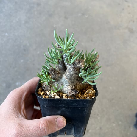 チレコドン　ペアルソニー　2点セット チレコドン ペアルソニー 白 象／Tylecodon pearsonii no.6270