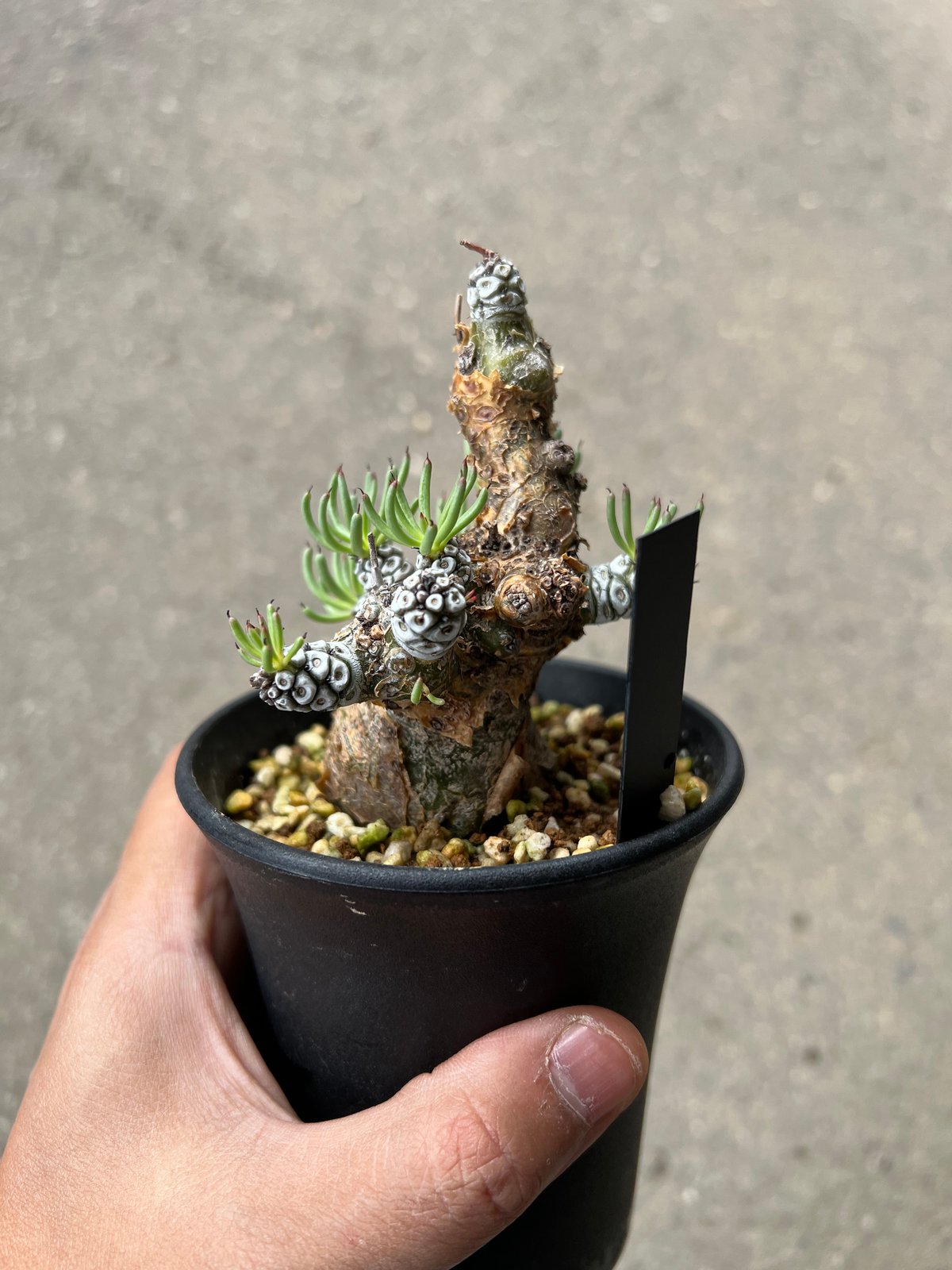 チレコドン ペアルソニー1 | STELLA.PLANTS