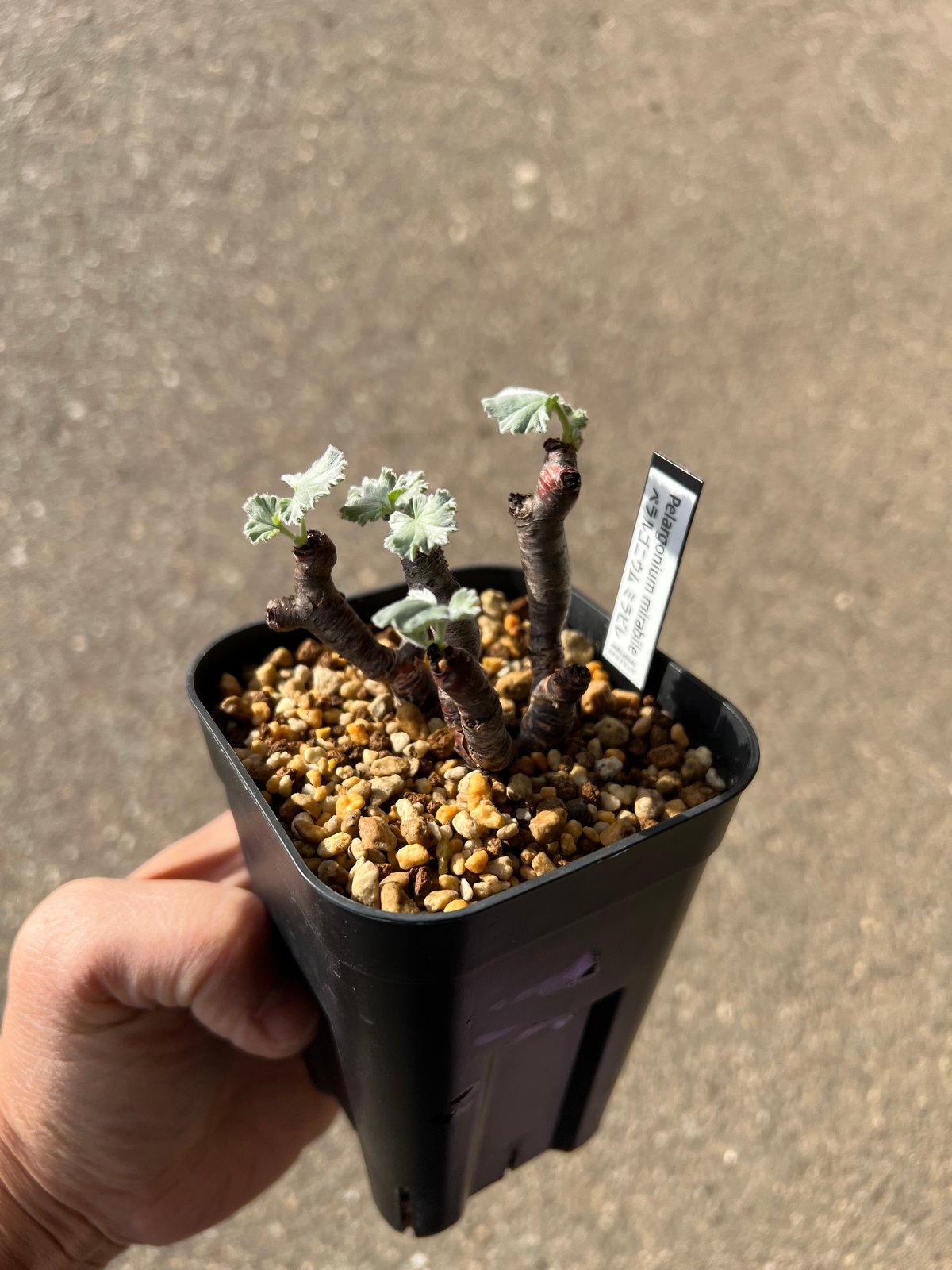 ペラルゴニウム ミラビレ | STELLA.PLANTS