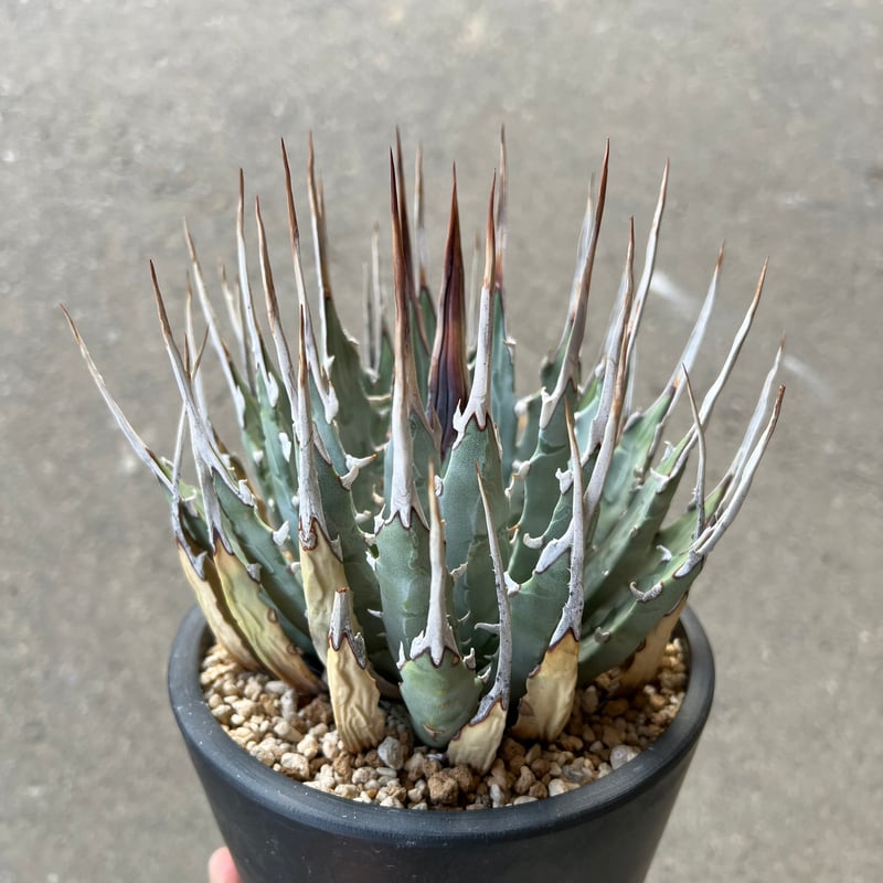 ユタエンシス エボリスピナ | STELLA.PLANTS