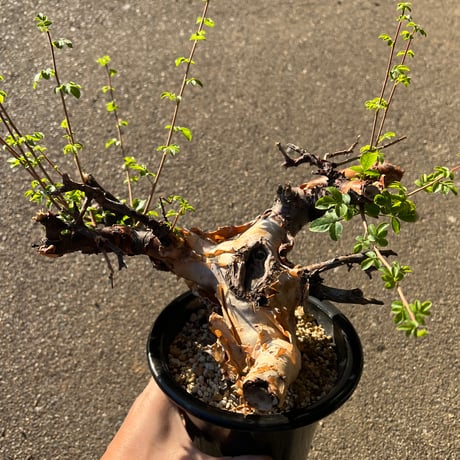 コミフォラ | STORES