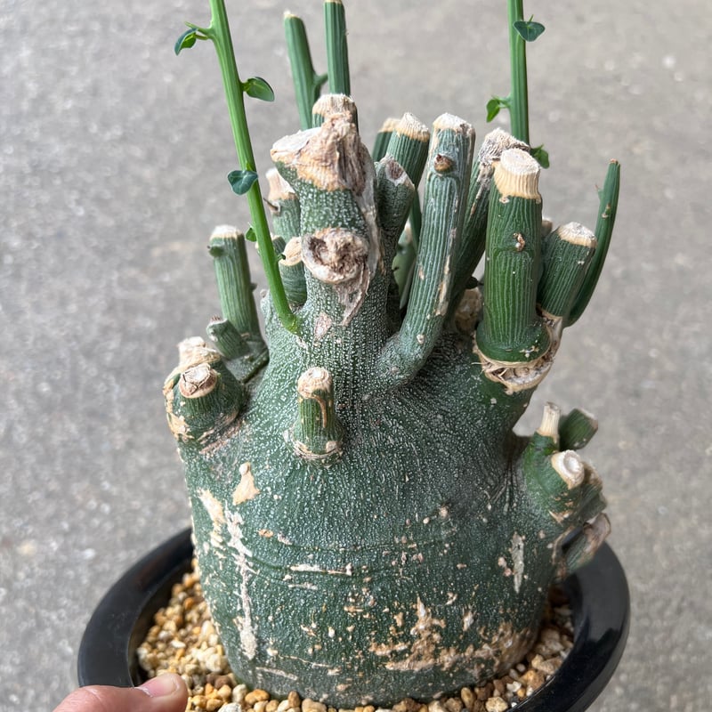 アデニア プセウドグロボーサ | STELLA.PLANTS