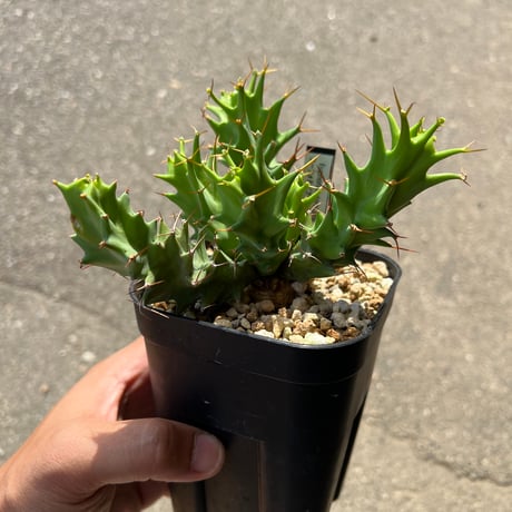 CATEGORY ユーフォルビア | STELLA.PLANTS