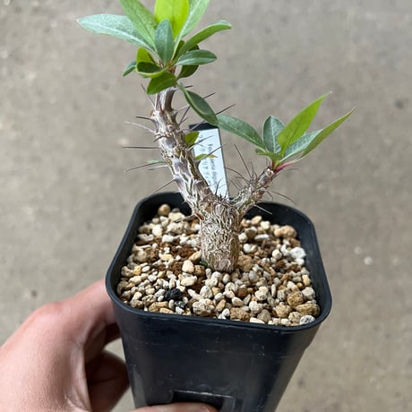 ディグエッティ | STORES