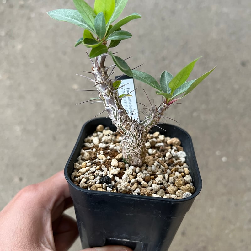 フォークイエリア　ディグエッティ　抜き苗 フォークイエリア ディグエッティ | STELLA.PLANTS