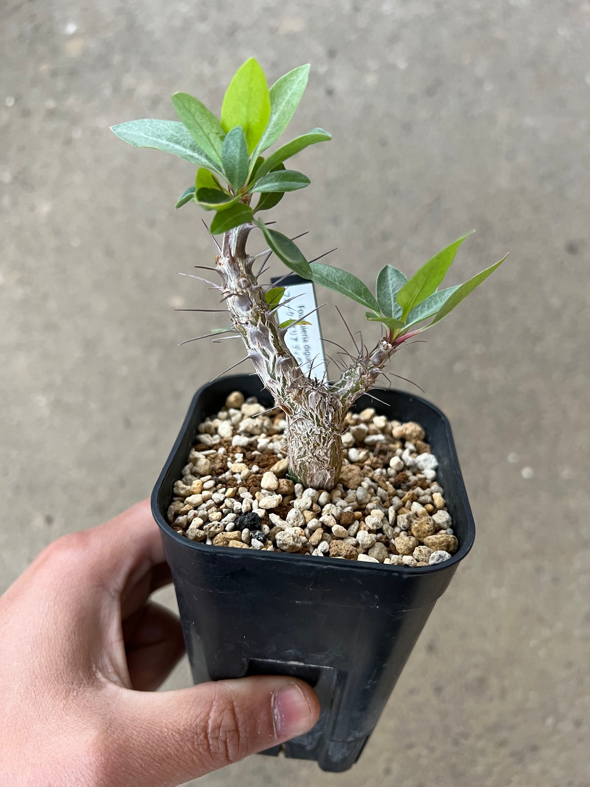 フォークイエリア　ディグエッティ　抜き苗 Fouquieria diguetii 【フォークイエリア・ディグエッティ・実生