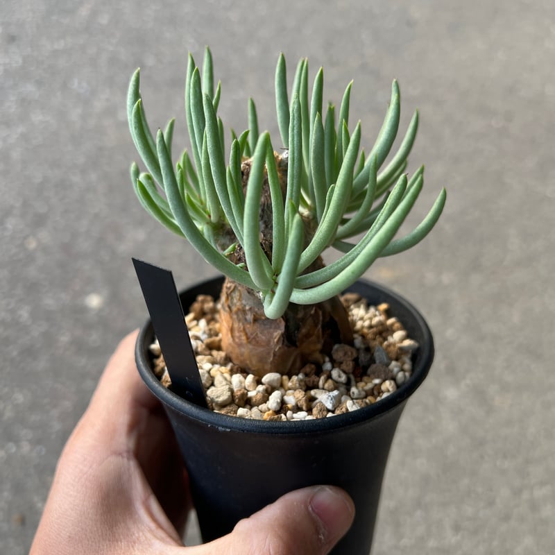 チレコドン ペアルソニー4 | STELLA.PLANTS