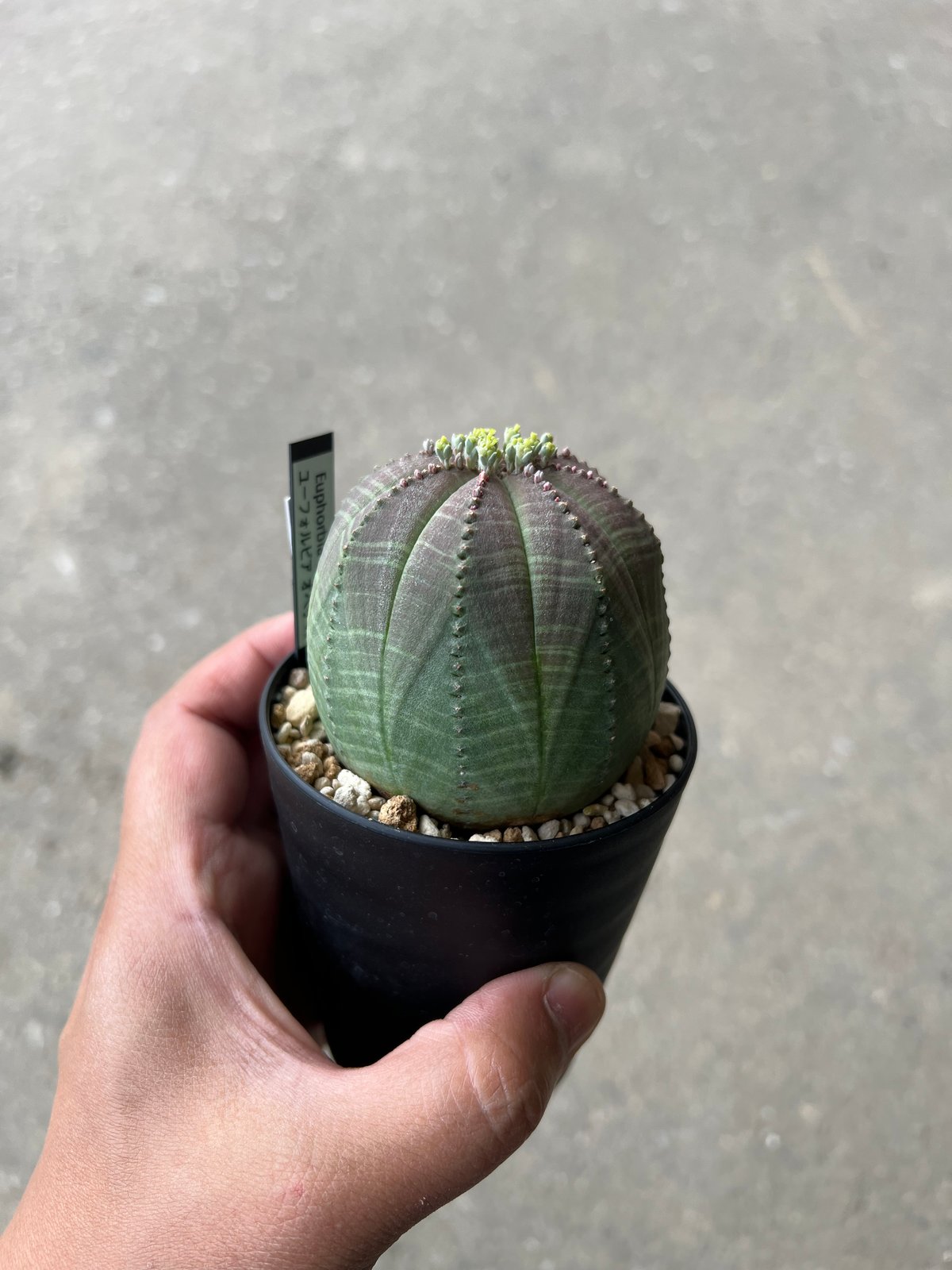 ユーフォルビア　オベサ　イタリア産　3点セットEuphorbia obesa ユーフォルビア オベサ イタリア産 3点セットEuphorbia obesa