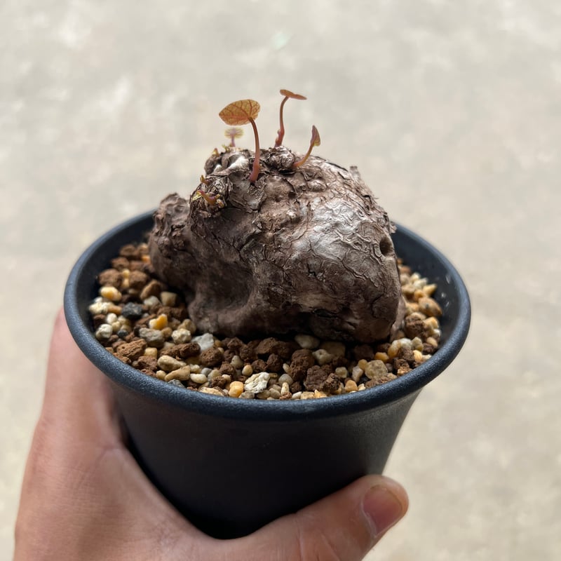 【極美株/塊根植物】ステファニア カウィーサキー　セレクト株　発根未確認 ＿*_様 極美株/塊根植物】ステファニア カウィーサキー セレクト