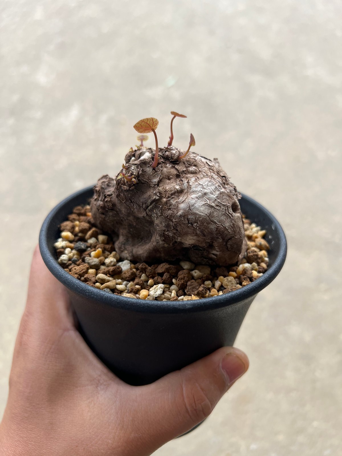 ステファニア カウィーサキー | STELLA.PLANTS ステファニア カウィーサキー | STELLA.PLANTS