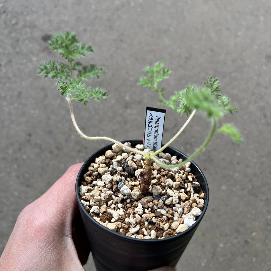 6956009f4e941cbce073b557