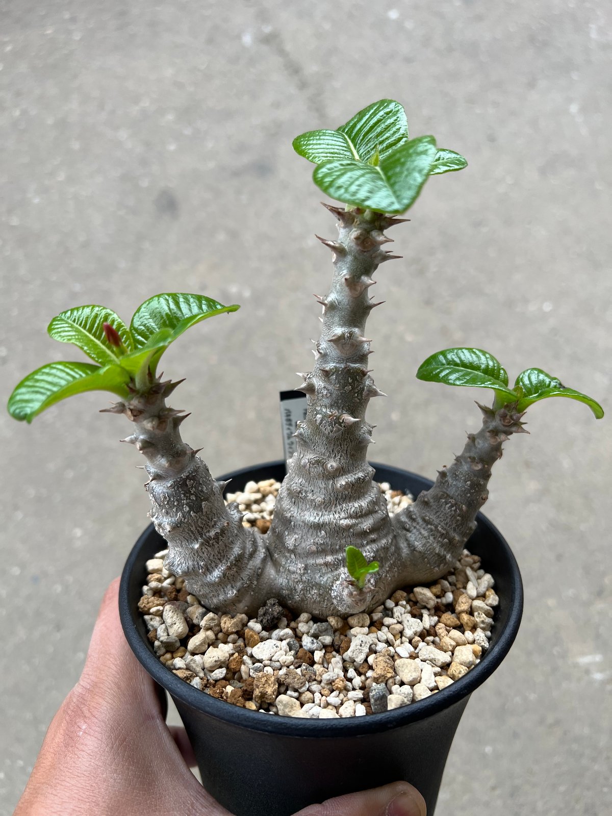 Pachypodium windsorii【パキポディウム・ウィンゾリー