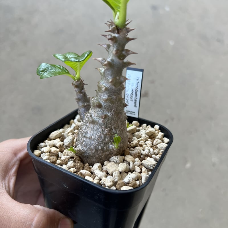 Pachypodium windsorii パキポディウム ウィンゾリー特大 | nate