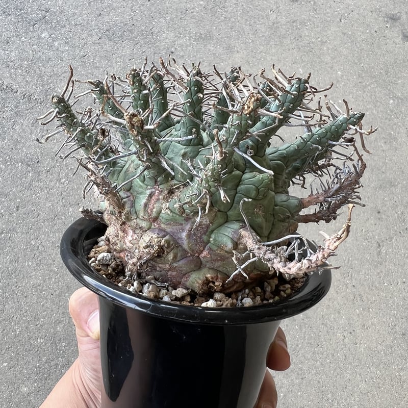 ユーフォルビア デセプタ | STELLA.PLANTS ユーフォルビア デセプタ | STELLA.PLANTS