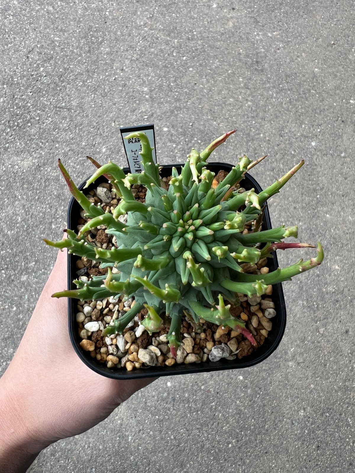 【国内実生】ユーフォルビア スコエランディ (闘牛角) 塊根植物 ユーフォルビア スコエランディ 闘牛角1 | STELLA.PLANTS