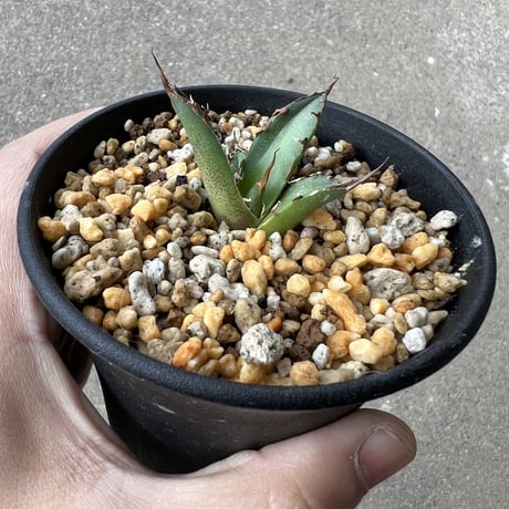 アガベ チタノタ 'シーザー'  子株