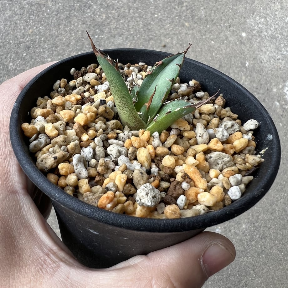 6386bf4af0bdc44b69082a44