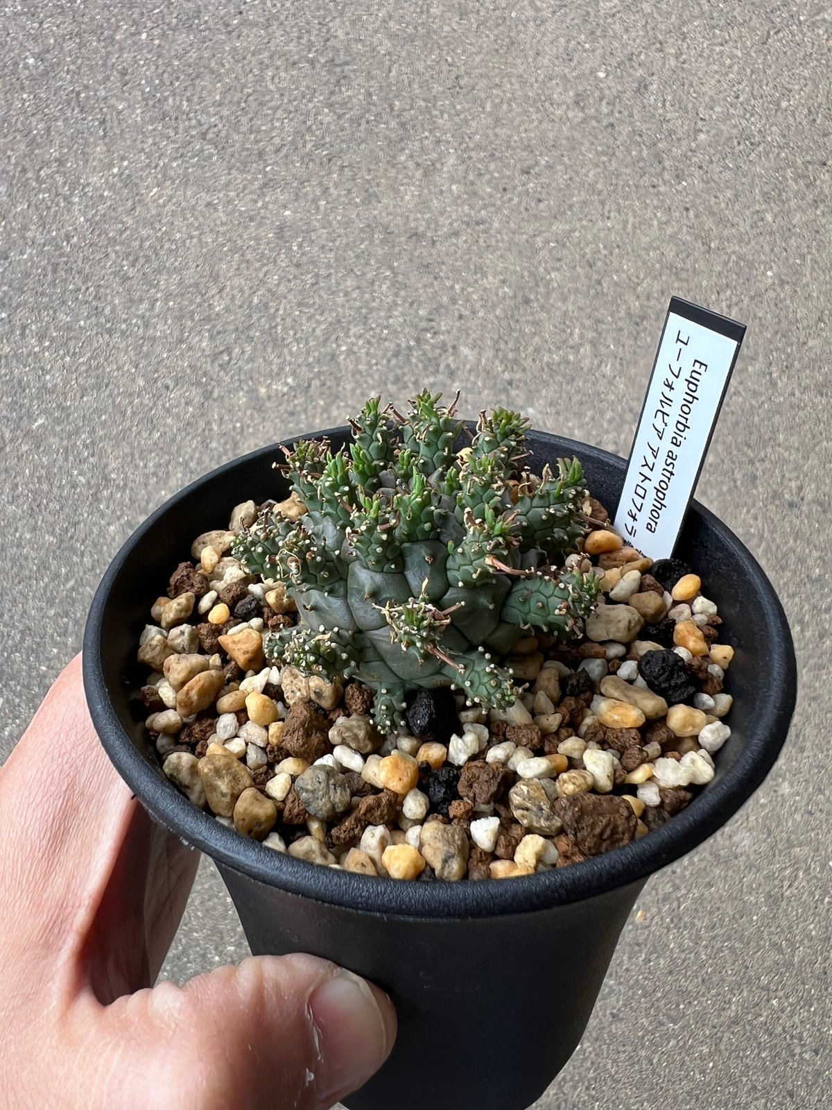 ユーフォルビア アストロフォラ1 | STELLA.PLANTS