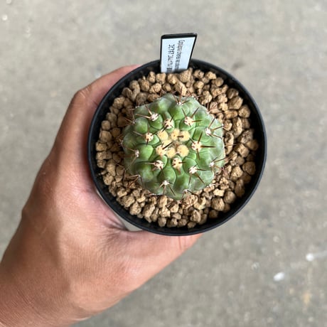 Copiapoa コルムナアルバ 孤竜丸 実生 発根済み spicygem コピアポア実生育成。500円玉サイズに10年かければこのくらいの