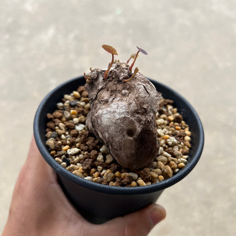 ステファニア カウィーサキー | STELLA.PLANTS