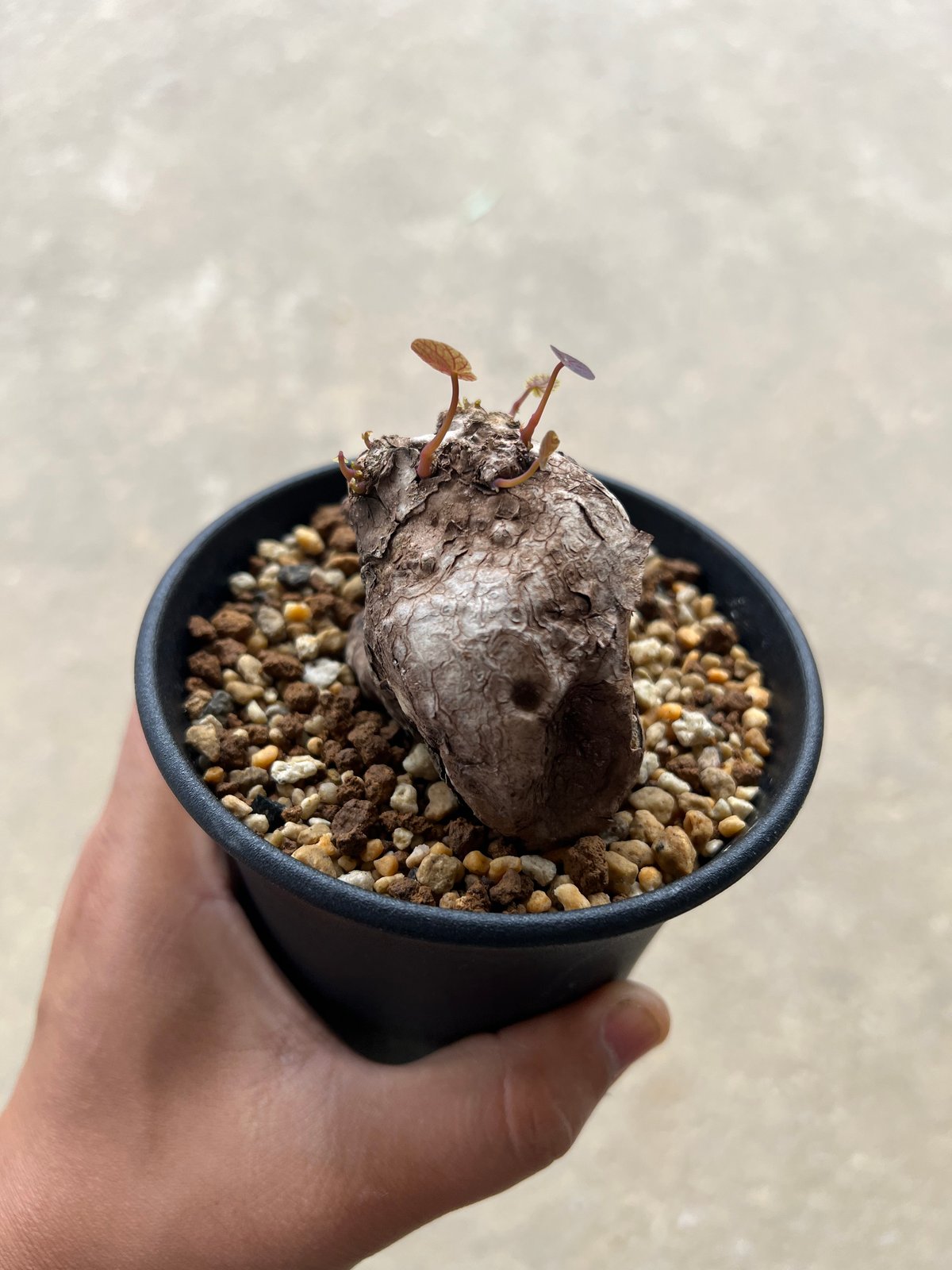 ステファニア カウィーサキー | STELLA.PLANTS ステファニア カウィーサキー | STELLA.PLANTS