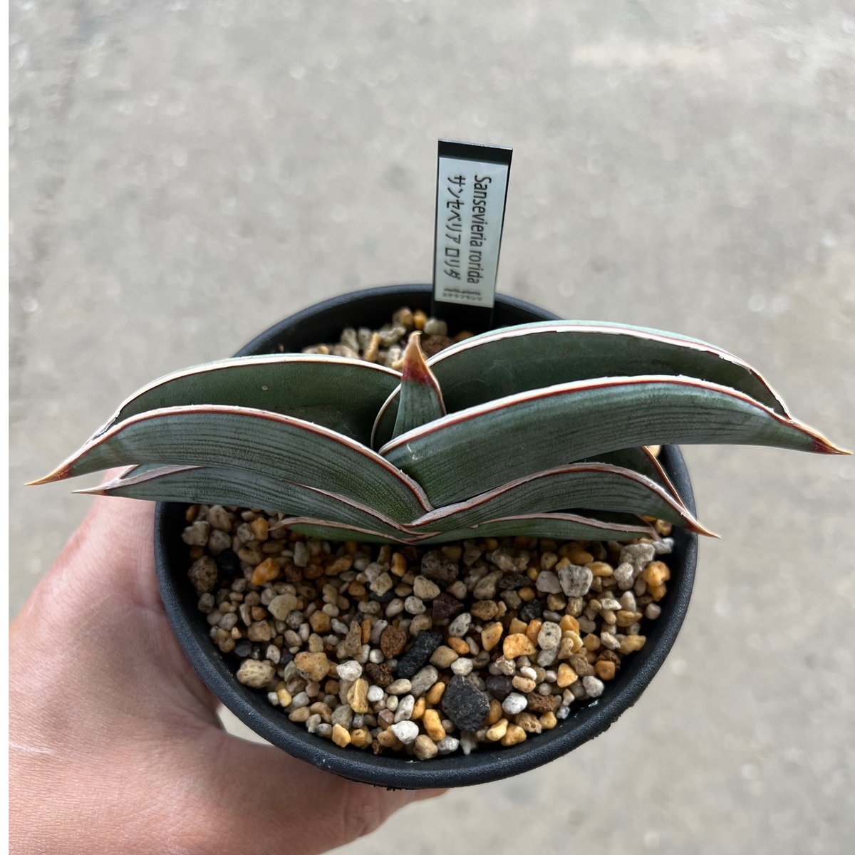 サンセベリア ロリダ | STELLA.PLANTS サンセベリア ロリダ | STELLA.PLANTS