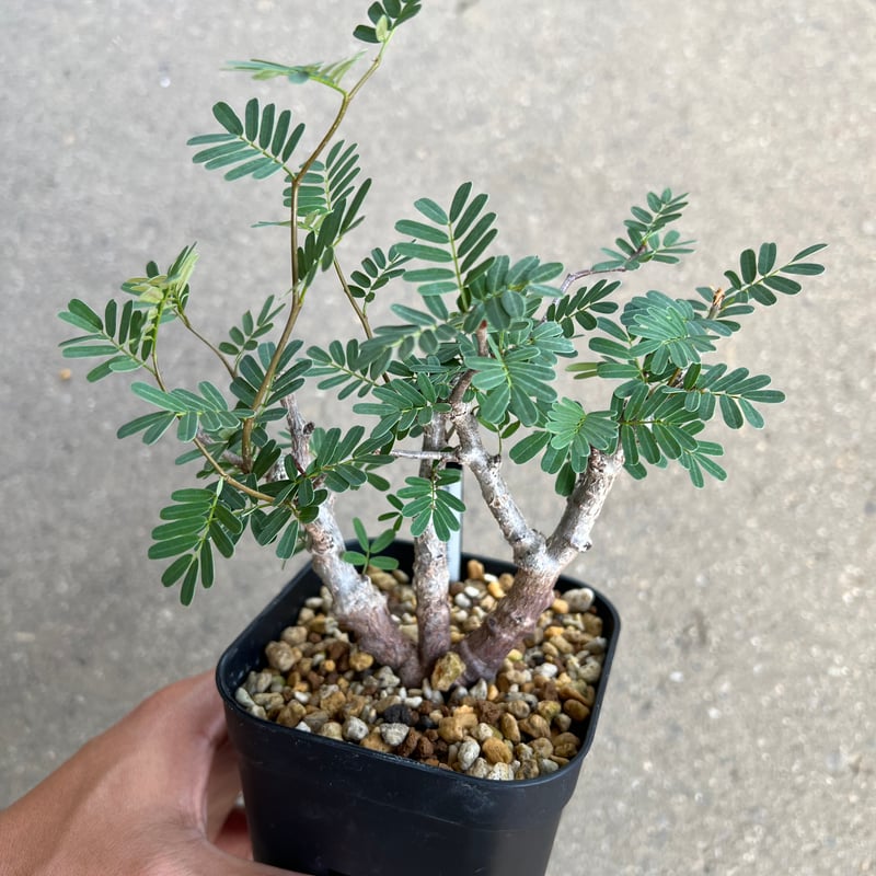 センナ メリディオナリス　発根済み センナ メリディオナリス1 | STELLA.PLANTS