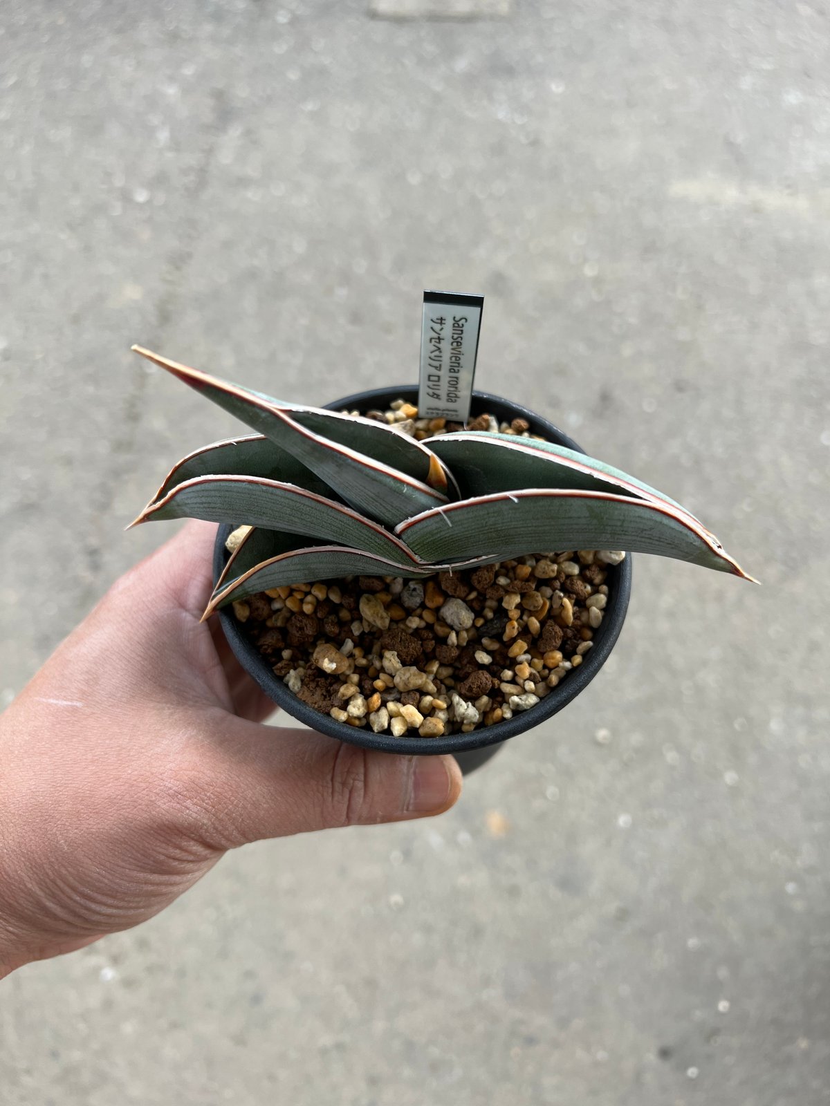 サンセベリア ロリダ | STELLA.PLANTS サンセベリア ロリダ | STELLA.PLANTS