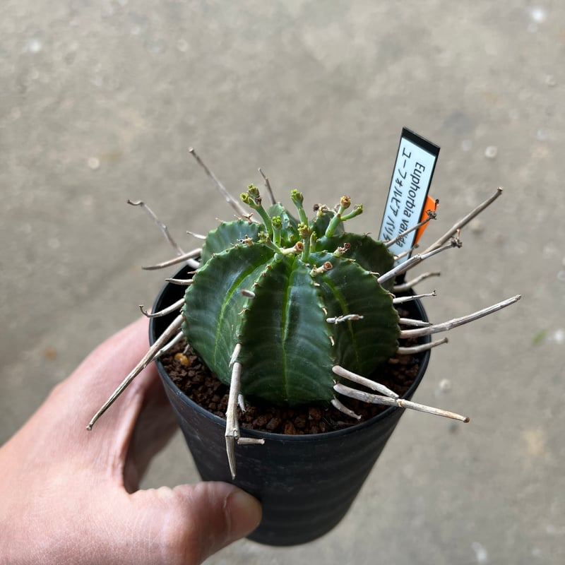 ユーフォルビア　バリダ　雌株 ユーフォルビア バリダ、メス株 1 | STELLA.PLANTS