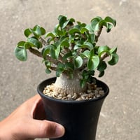 ボスウェリア サクラ 鉢ごと発送 ボスウェリア サクラ （フランキンセンス）🪴 種子から次々発芽