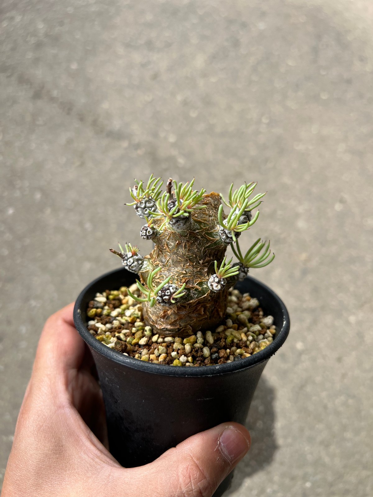 【現地球／管理中】チレコドン　ペアルソニー⑤（塊根植物）ODDROOTS管理株 現地球／管理中】チレコドン ペアルソニー⑤（塊根植物）ODDROOTS管理