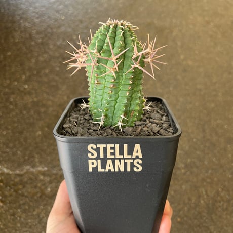 CATEGORY ユーフォルビア | STELLA.PLANTS
