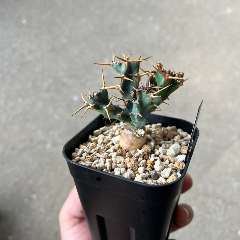 ユーフォルビア　クラビゲラ　発根済み【junichi fujiwara】 ユーフォルビア クラビゲラ 発根済み【junichi fujiwara】 現品