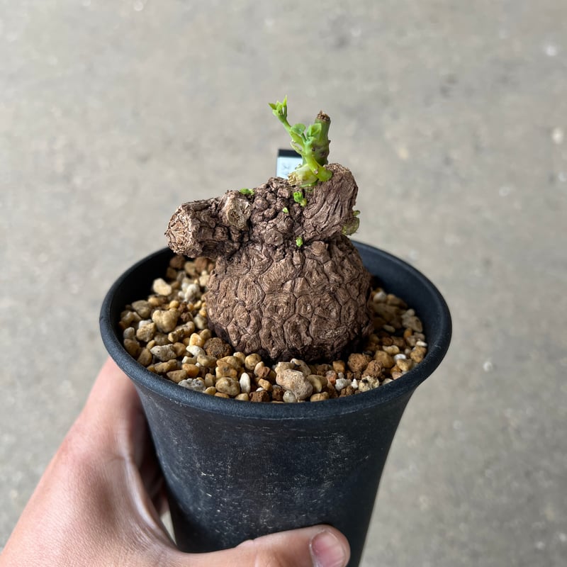 ステファニア スベローサ ステファニア スベローサ ”選抜個体” 「Stephania suberosa」9