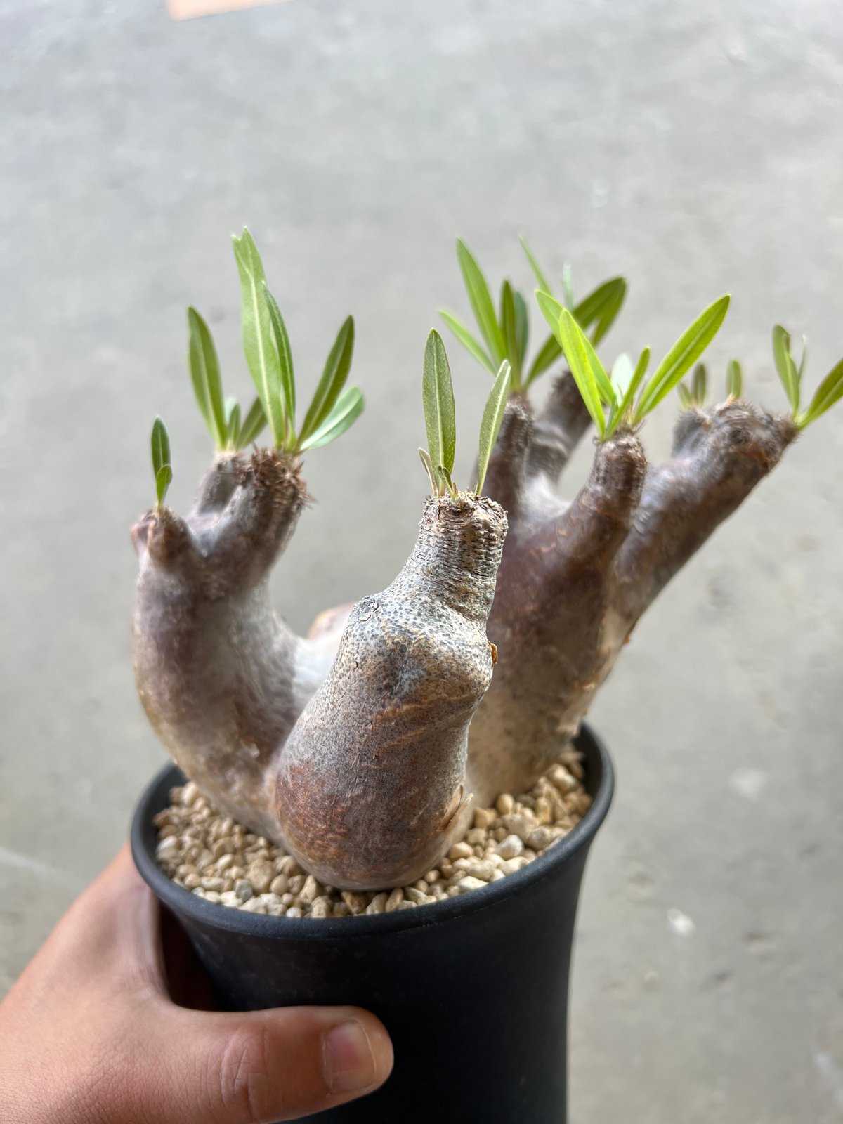 パキポディウム イノピナツム fit=scale-down,w=1200