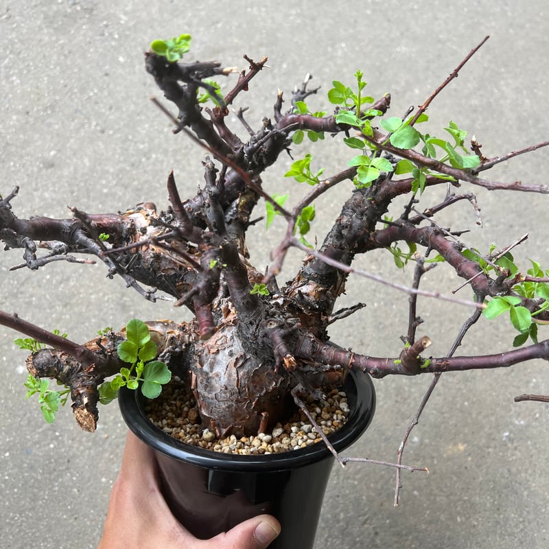 【にゃーは】コミフォラ ボラネンシス Commiphora boranensis コミフォラ ボラネンシス | Wild Fauna