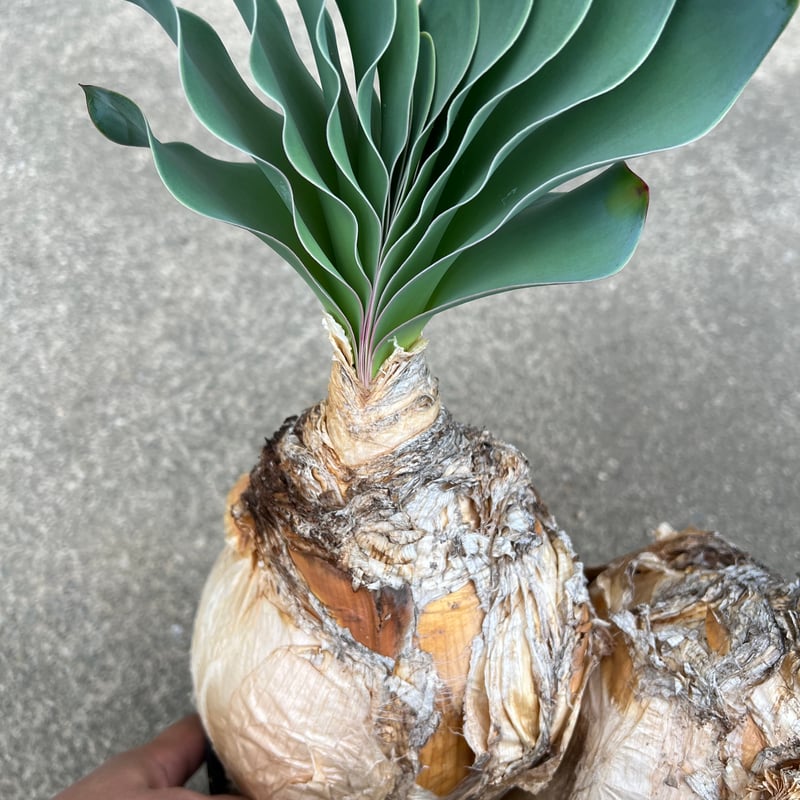 ブーファン ハエマンソイデス ダブルヘッド | STELLA.PLANTS ブーファン ハエマンソイデス ダブルヘッド | STELLA.PLANTS