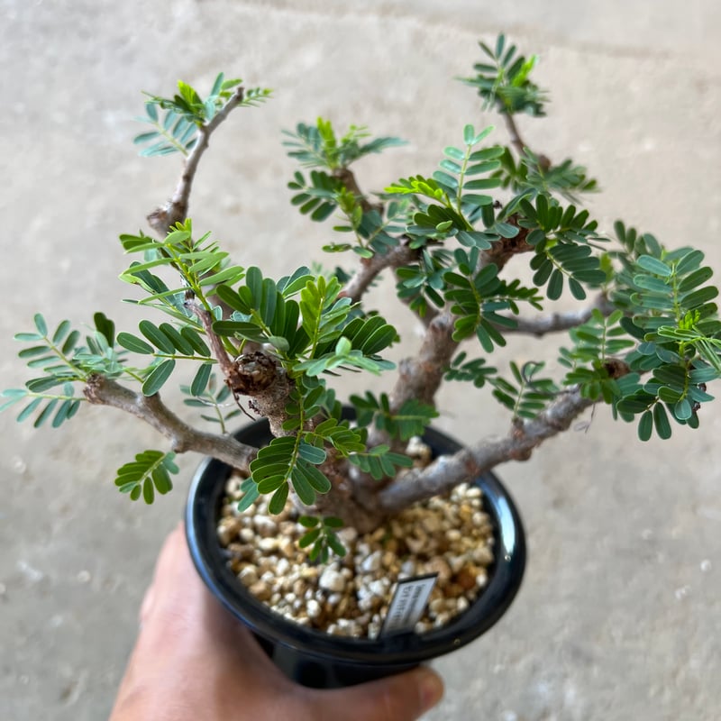 【週末限定SALE】センナ メリディオナリス ザ・ファームセレクト]センナ：メリディオナリス 3号25-02 の